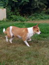 Lady  A Pembroke Welsh Corgi mix