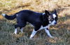 Josie