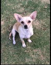 Tawny, a young Dachshund mix dog