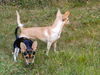 Tawny, a young Dachshund mix dog