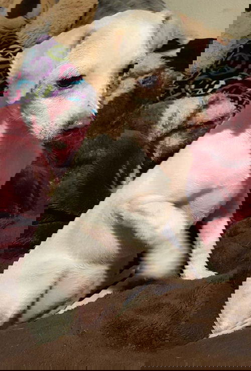 Treena