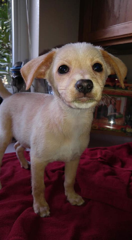 Penelope, a terrier mix puppy