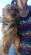 Billy Bug,  A Male Yorkie Poo