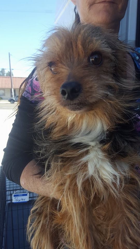 Yorkie poo pitbull store mix