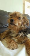 Billy Bug,  A Male Yorkie Poo