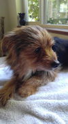 Billy Bug,  A Male Yorkie Poo