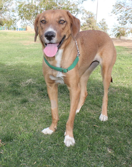 Christine , a Greyhound mix