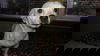 Shilo,  A Jack Russell Terrier female