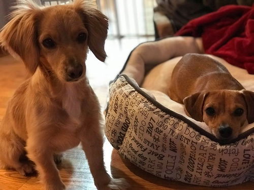 Cinny and Kyra, Bonded Dachshund Sisters