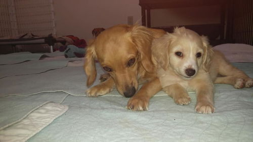 Arvin/ Yoshi A Dachshund-Spaniel puppy