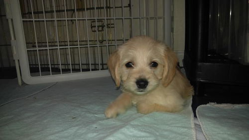 Cayden, A dachshund-Spaniel Puppy