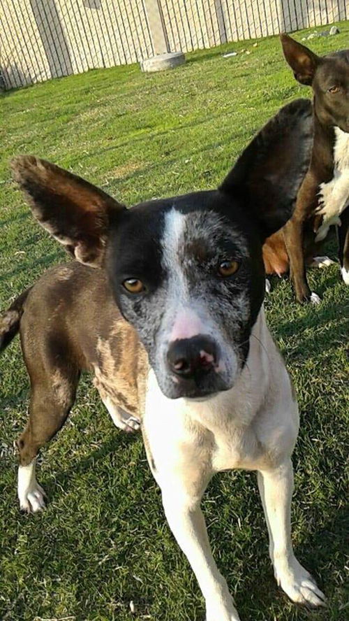 Luna  Now Leia, a Catahoula-Heeler mix