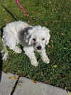 Chanel, A MaltiPoo female