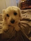 Chanel, A MaltiPoo female