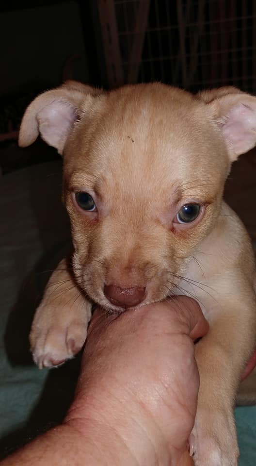 Chihuahua blue hot sale heeler mix puppies