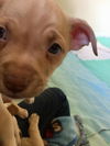 Chester Blue eyes, A Heeler Mix puppy