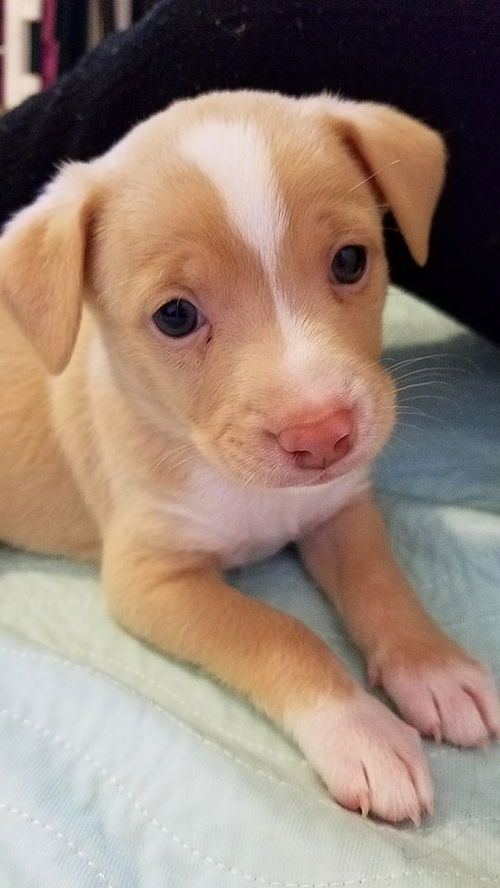 Angus (Sammie Blue eyes) an aussie mix puppy