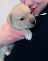 Sully (Lovelace) an Aussie heeler mix puppy