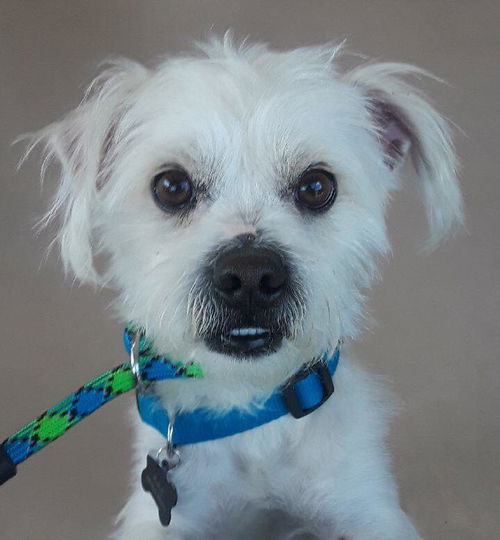 Colby, A Maltese mix