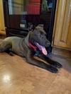 BEAR, a Belgian Malinois Mix