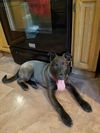 BEAR, a Belgian Malinois Mix