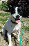 Nicki,  A Jack Russell Terrier mix male