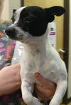 Nicki,  A Jack Russell Terrier mix male