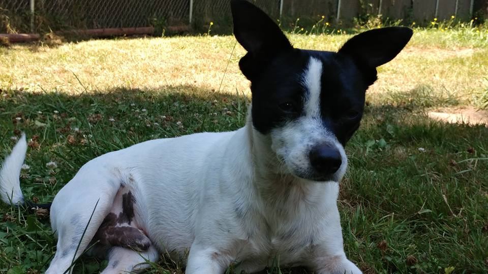 Jack russell sales terrier mix