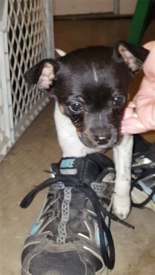 Wiggles, a Rat terrier-Chi mix puppy