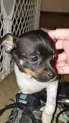 Wiggles, a Rat terrier-Chi mix puppy