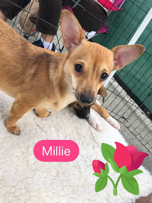 Millie, a small Corgi Mix