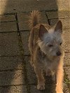 Oliver (ollie)  A Golden Yorkshire Terrier