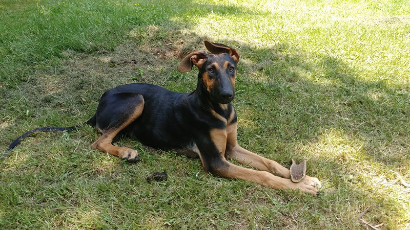 German shepherd hot sale doberman puppies