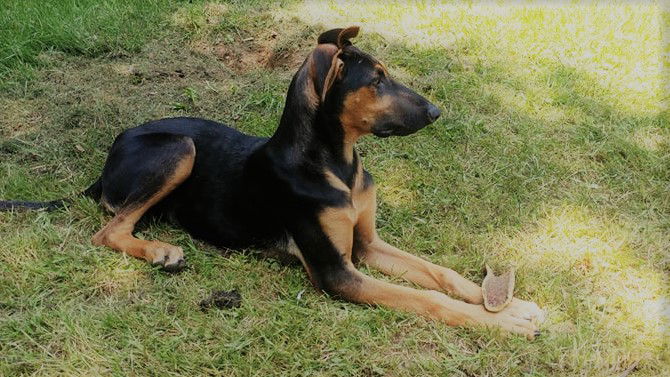 Doberman and german shepherd sales mix