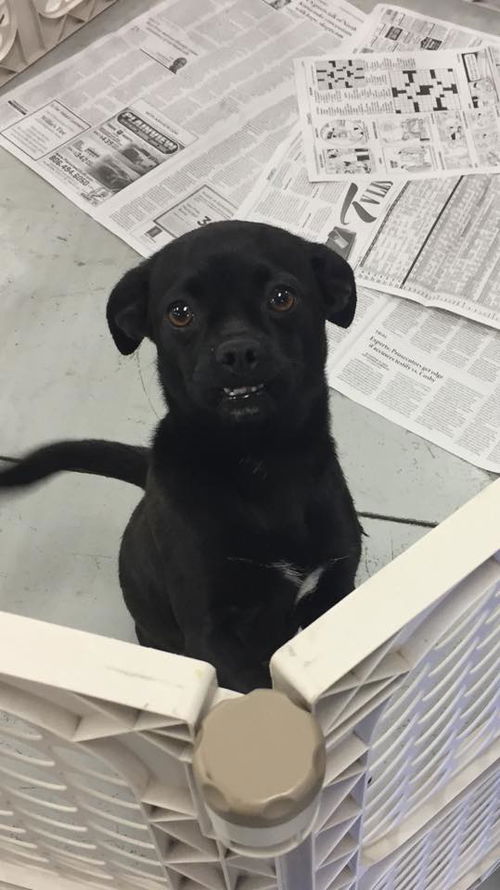 Pebbles, a Young Pug mix