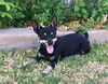 Maria, a MinPin-chi mix