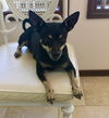 Maria, a MinPin-chi mix