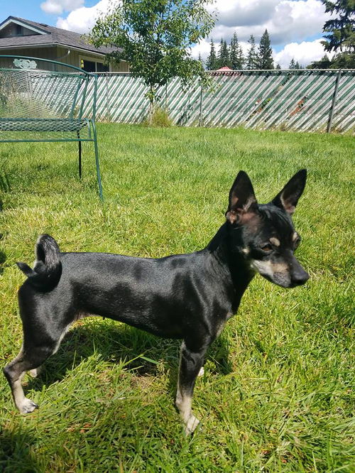 Maria, a MinPin-chi mix