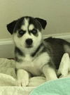 Timber, a Husky mix puppy