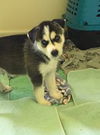 Timber, a Husky mix puppy