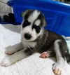 Timber, a Husky mix puppy