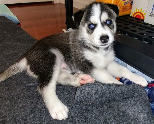 Timber, a Husky mix puppy