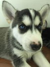 Frost, A Husky mix puppy