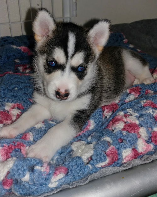 Frost, A Husky mix puppy