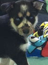 Pele   A Husky mix puppy