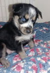 Pele   A Husky mix puppy