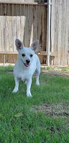 Honey, a corgi mix