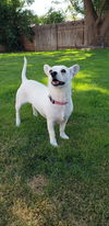 Honey, a corgi mix