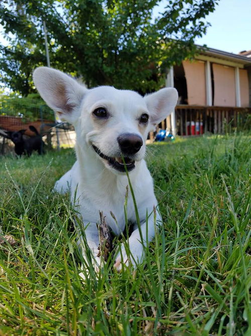 Honey, a corgi mix