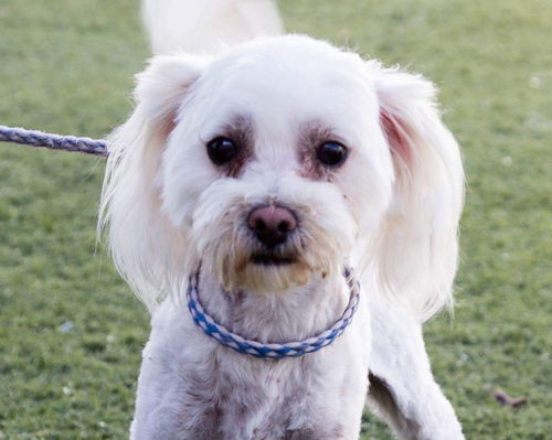 Benson A Poodle-Havanese Mix